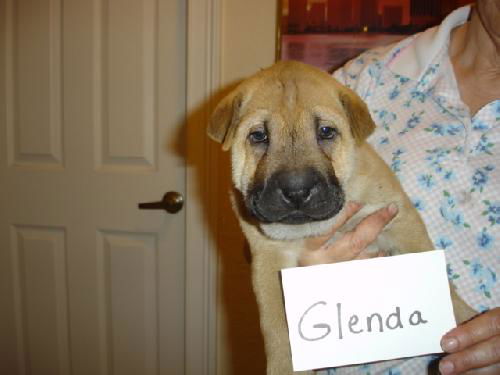 Glenda