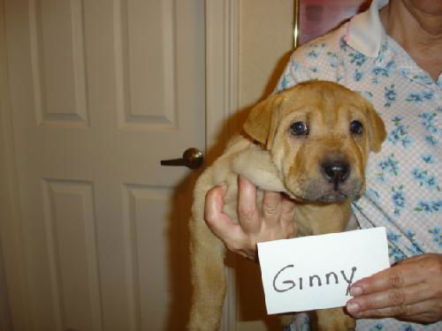 Ginny