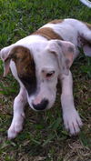 Wistar