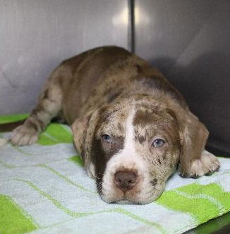 Ginger (puppy)