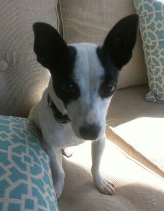 Lillee