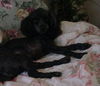 Anise