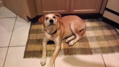 Nova