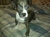 Spike the puppy