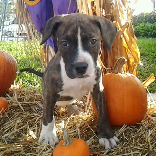 Spike the puppy