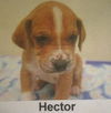 Hector