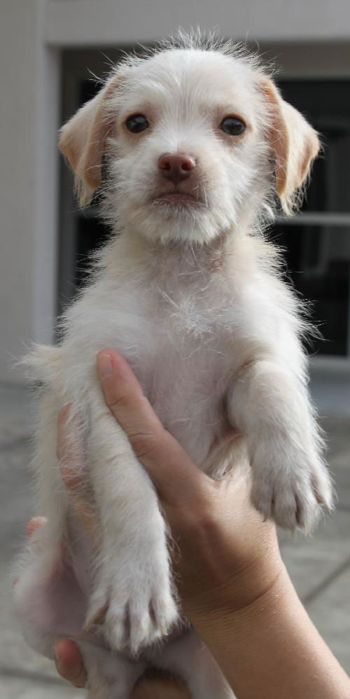 Winston