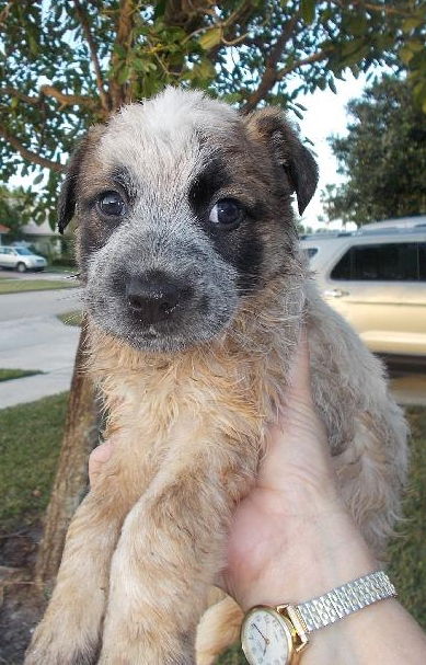 Atticus