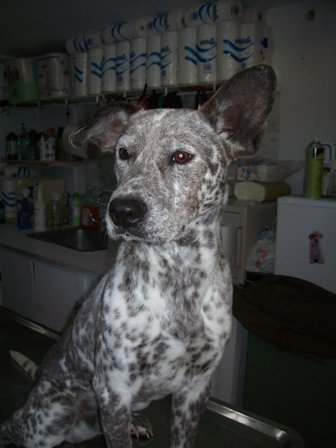 Dodger