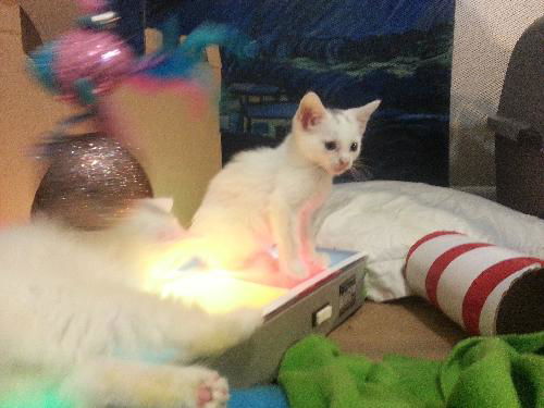 Mercutio