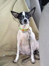 Mila the Dog