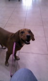 Lily