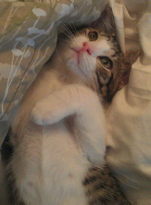Maybelline