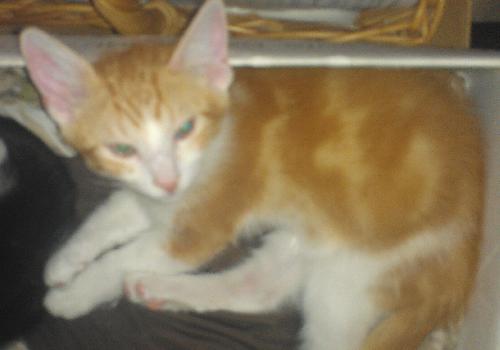 Butterscotch