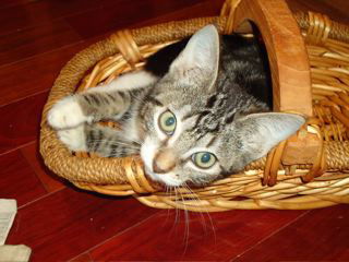 Jinxy