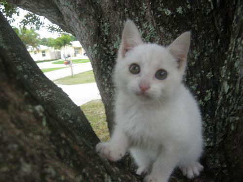Marshmallow