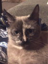Coco Momma