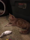 Marshmellow