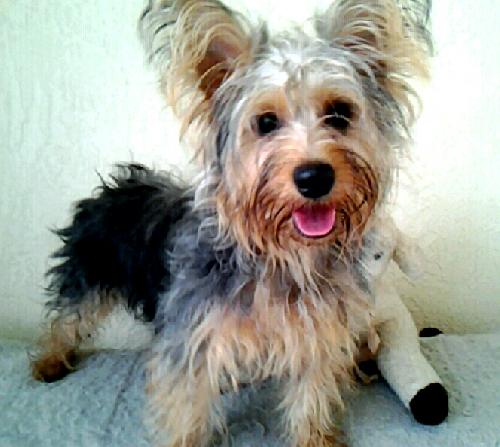 Brio