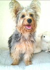 Brio