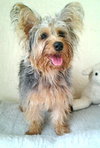 Brio