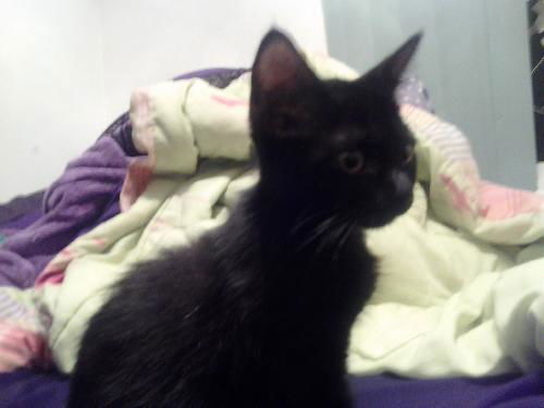 Sasha the Kitten