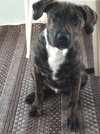 Brinkley
