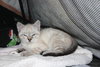 Mylo