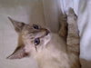 Mylo