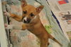 Suzette