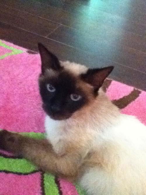 Pebbles