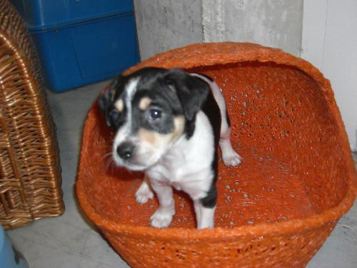 Dottie