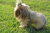 Alf