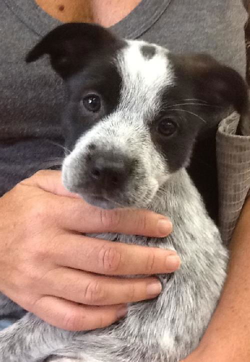 Sadie