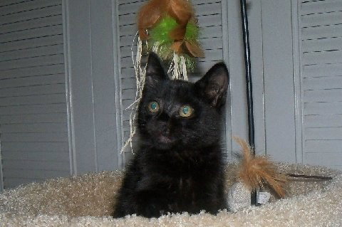 Frankie