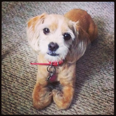Buffy