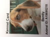 Bentley the Beagle