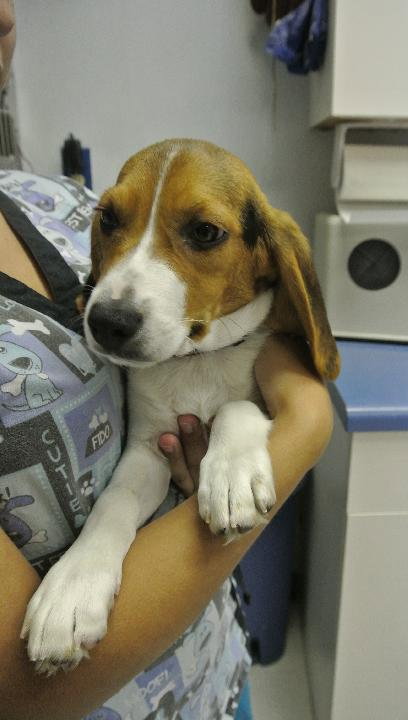 Bentley the Beagle