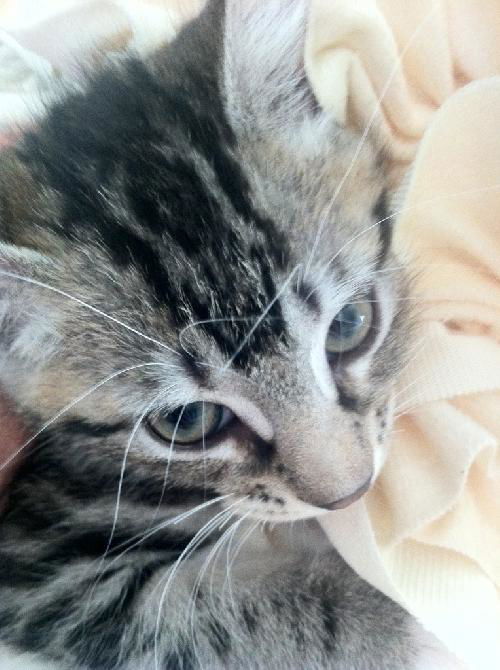 Mittens