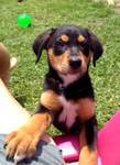Reese