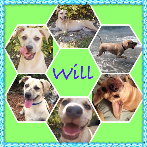 Will