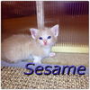 Sesame