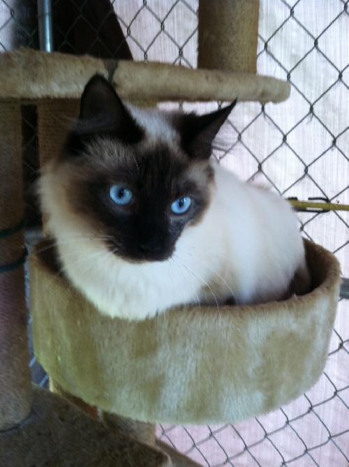 Mocha