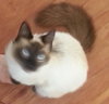 Mocha
