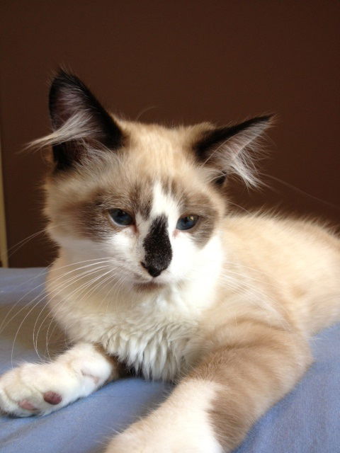 Snowball