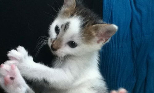Smudge