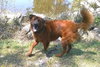 Sparky - courtesy list
