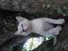 Ping