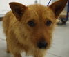 McScruff the Rescue Dog
