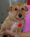 McScruff the Rescue Dog